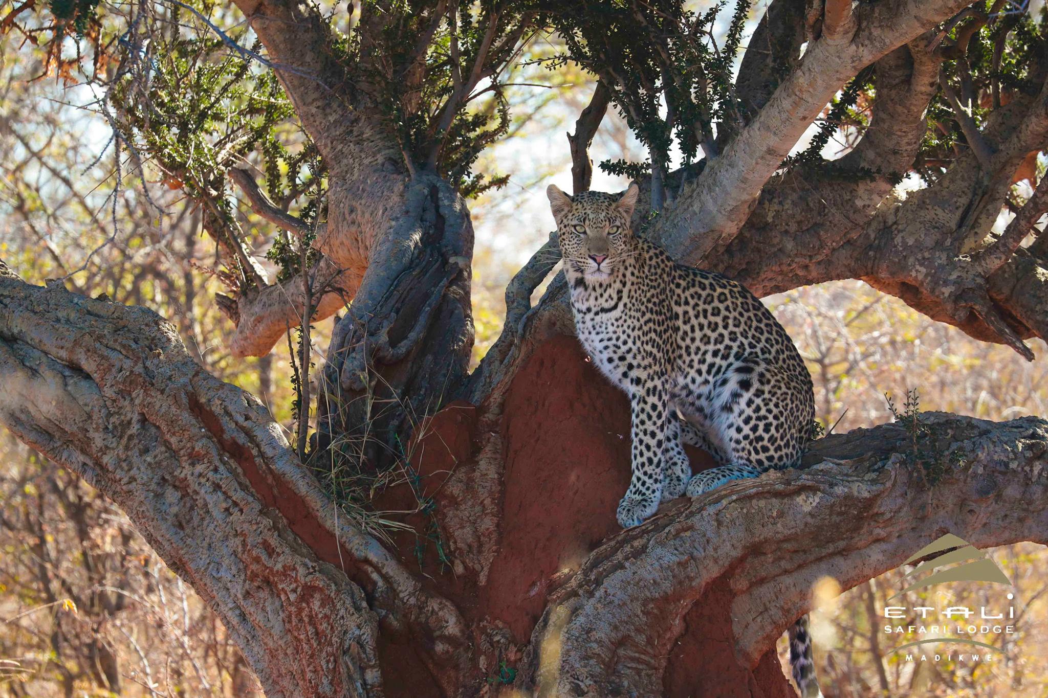 359827389 674270398050820 4991336622618809420 n