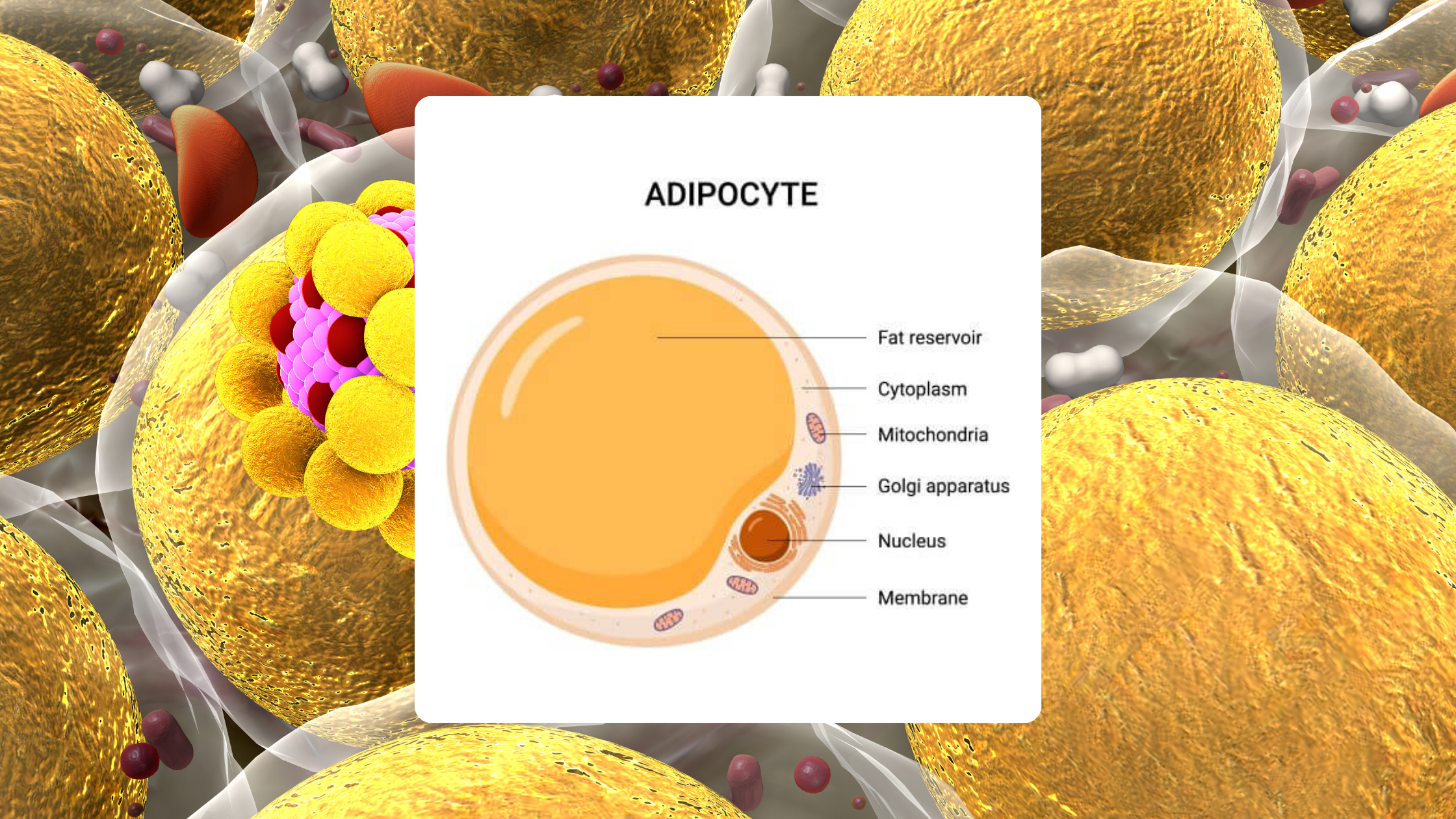 Understanding Body Fat